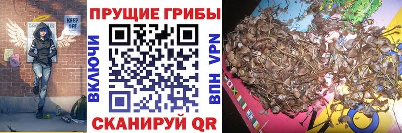 Купить  Геленджик  Галлюциногенные грибы мухоморы 